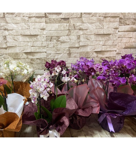 Multi flora orkide